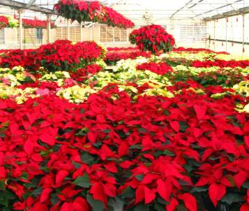 15126081_543139149212034_563052786_o