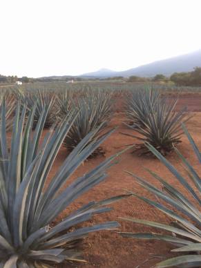 15225260_547121852147097_104409924_o