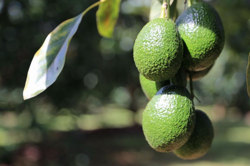 whatsapp-image-2017-01-21-at-7-47-38-pm