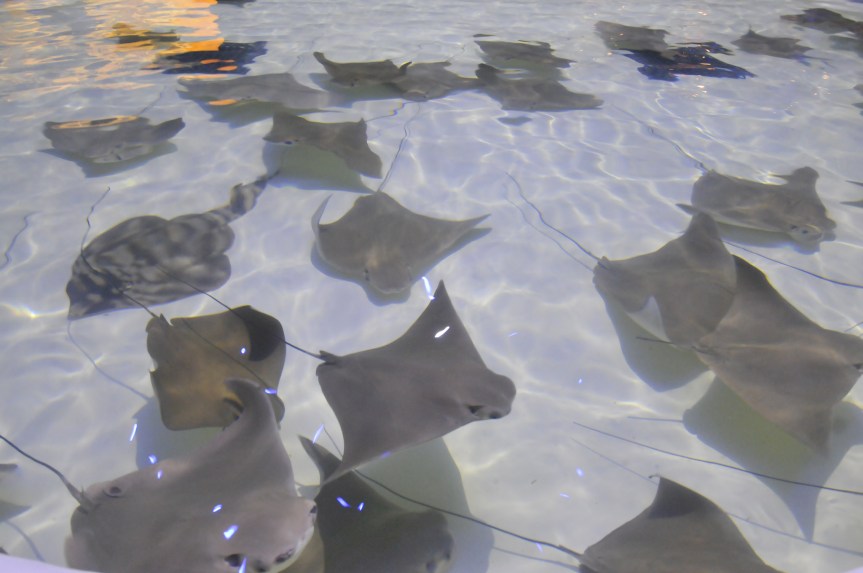 Acuario Michin Guadalajara abrió sus&nbsp;puertas