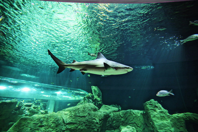 33474830696_ccf5f1d197_z