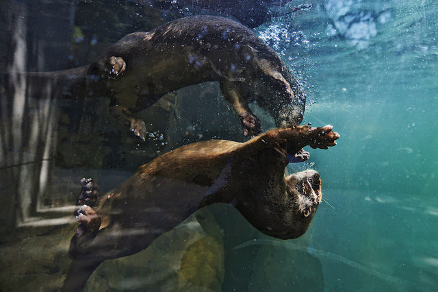 33515836475_8b770fd2dc_z