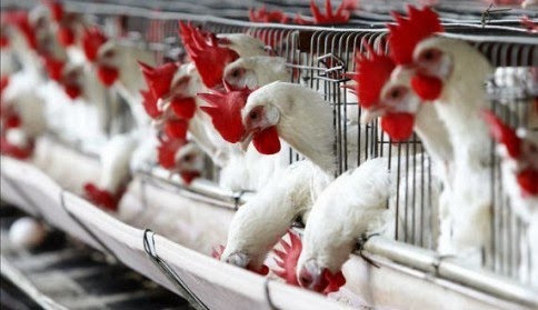 Avicultores preocupados por cupos libres de arancel para alimentos&nbsp;brasileños