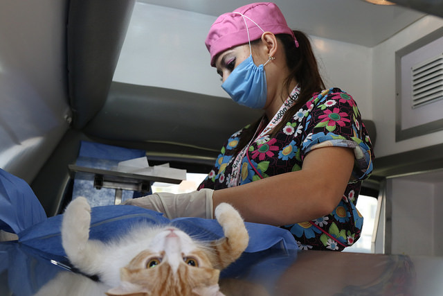 Tlajomulco tiene 2 quirófanos veterinarios&nbsp;móviles