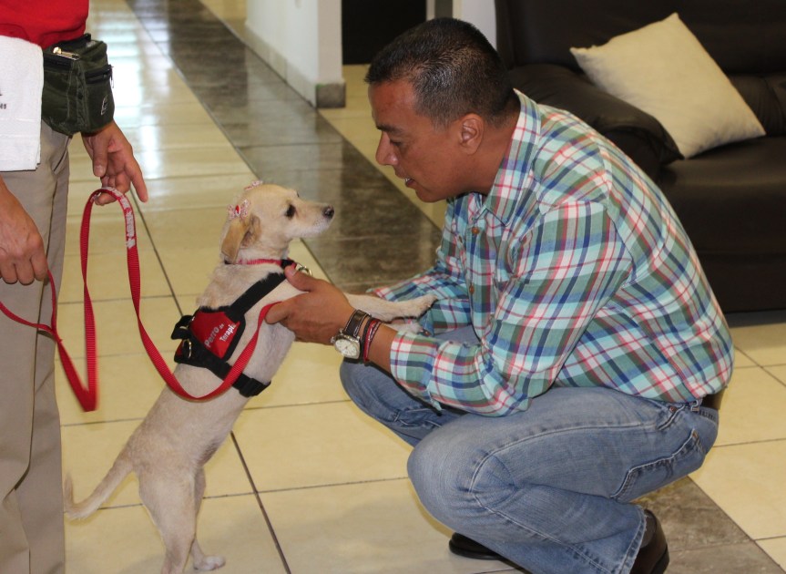 Zapopan celebra Día Internacional de llevar tu Perro al&nbsp;Trabajo