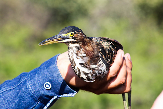 36607499886_b5a3ac817e_z