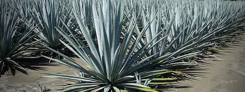 Preocupa a tequileros el incremento en el precio del&nbsp;agave