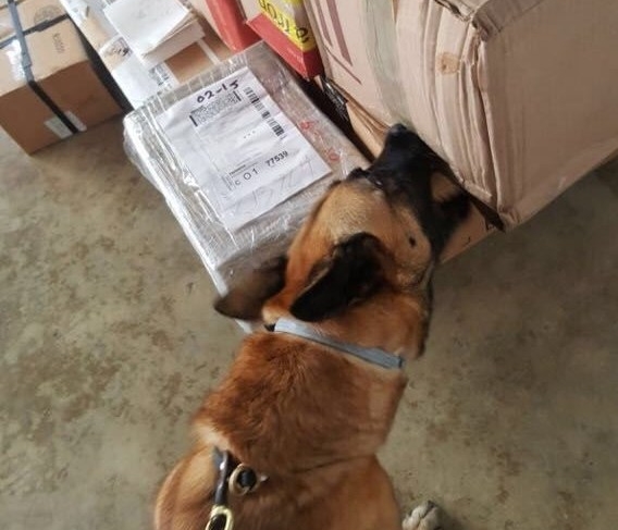 Perros adiestrados aseguran mariguana en diversas paqueterías del&nbsp;país