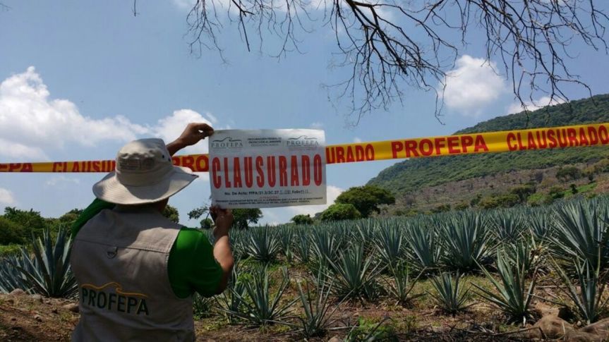 Profepa clausura plantaciones de agave y limón en&nbsp;Jalisco