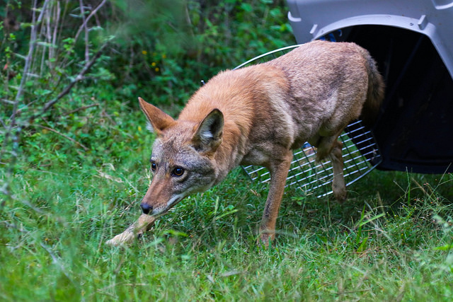 Tlajomulco, continúa reintegrando animales a la vida&nbsp;silvestre