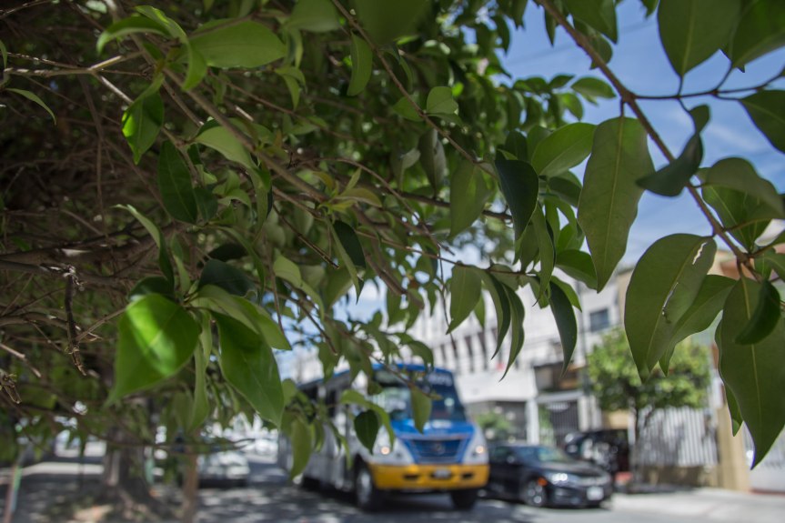 UdeG encuentra plomo en guayabos y guamúchiles en la&nbsp;ZMG