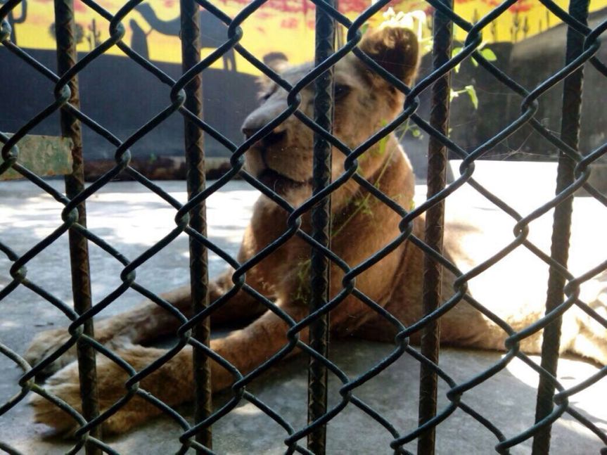 WhatsApp Image 2017-10-13 at 6.49.56 PM