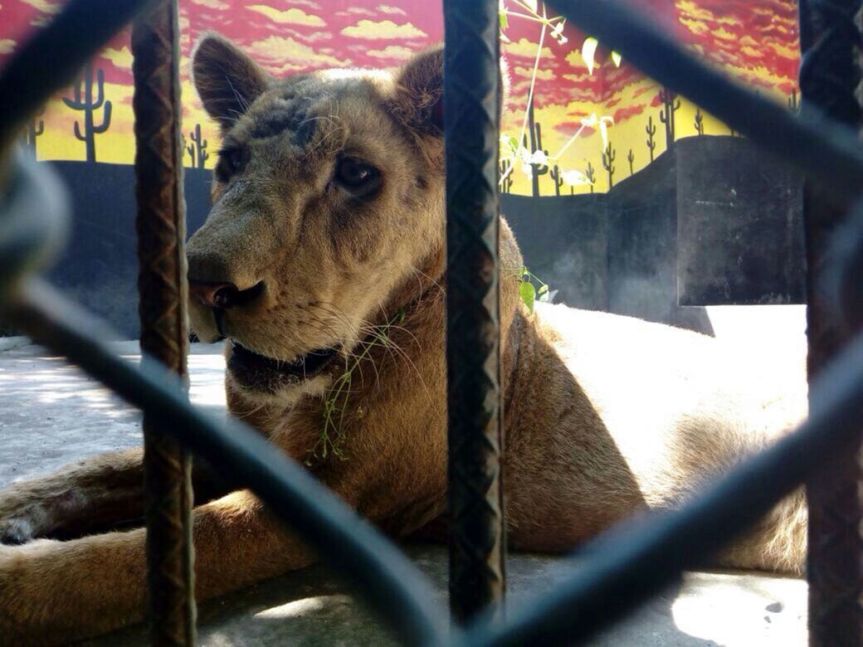 Profepa asegura a una leona africana y la envía a la Ciudad de&nbsp;México
