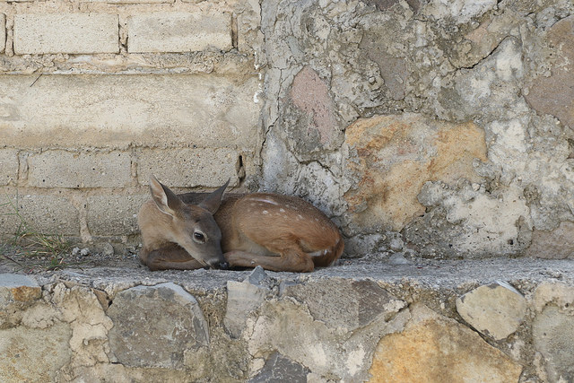 Rescatan venado en zona urbana de&nbsp;Tlajomulco