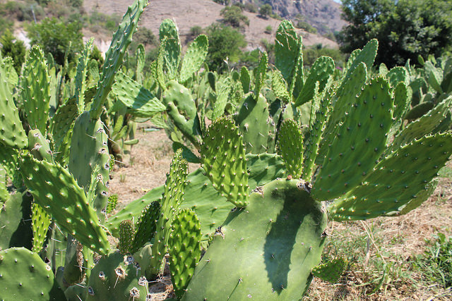 28476481588_4a854c9033_z