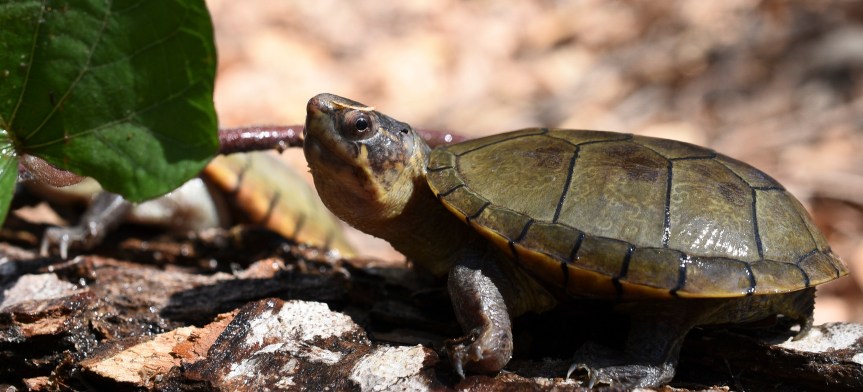 Descubren especie de tortuga única en el&nbsp;mundo