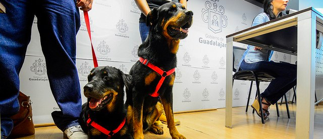 “Segunda oportunidad. Adopta un perro para toda la vida” propone&nbsp;Guadalajara
