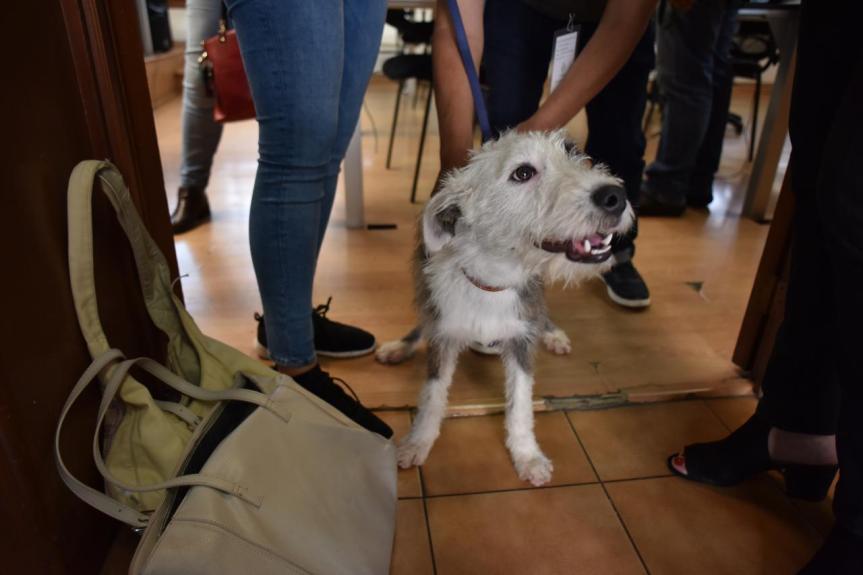Realizarán adopciones masivas de perritos en Paseo&nbsp;Chapultepec