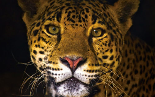 La extinción biológica es más grave que el cambio&nbsp;climático