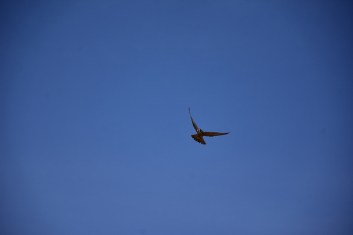 33209380038_30663d8eb0_z