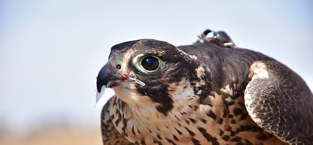 Reubican aguililla de cola roja y halcón peregrino en&nbsp;Tlajomulco
