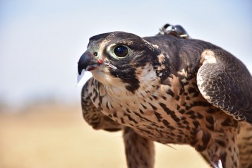 33209385408_1ee507f6f6_z