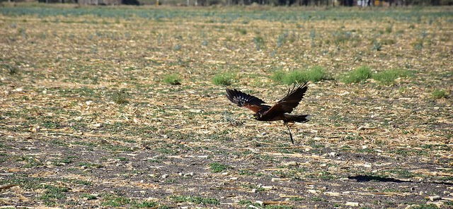 Primera exhibición de vuelo de aves en&nbsp;Tlajomulco
