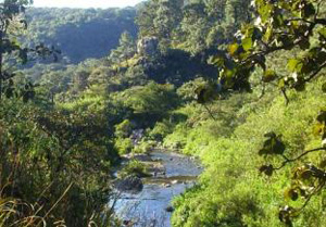 Celebra Bosque La Primavera 39 años como&nbsp;ANP