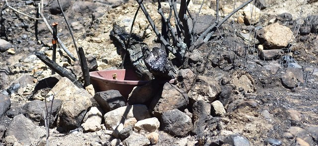 Instalan punto de hidratación para animales en zona&nbsp;siniestrada