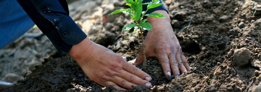 Inútil reforestar en época de&nbsp;estiaje