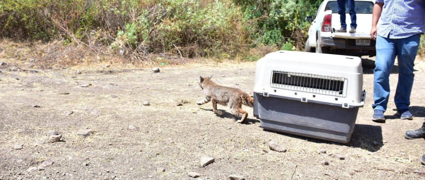 Tlajomulco reubicó un lince y siete iguanas en&nbsp;Jocotepec