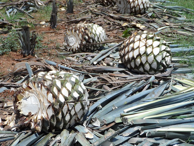 El CRT trafica con Guías de agave para producción de tequila ilegal:&nbsp;productores