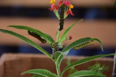 WhatsApp Image 2019-05-20 at 7.34.53 PM