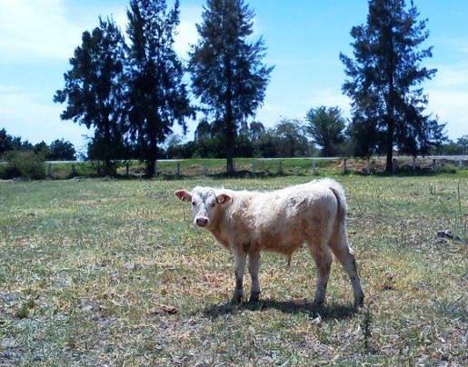 Campo de Jalisco olvidado por AMLO: Absalón&nbsp;García