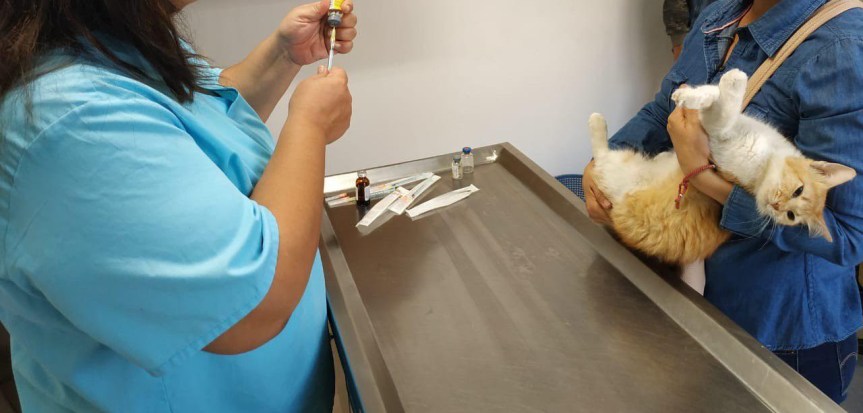 Guadalajara invita a campaña de esterilización canina y&nbsp;felina