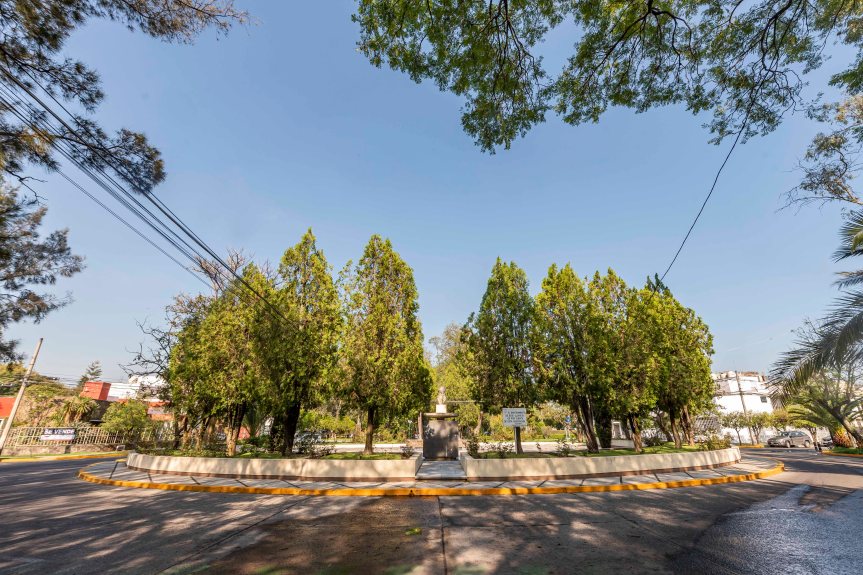 Fundamental la elección de árboles&nbsp;urbanos