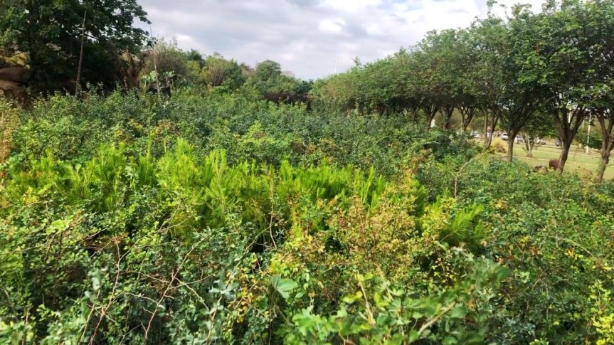 Reforestarán los caminos y carreteras de&nbsp;Zapotlanejo