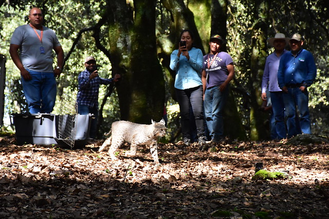Rescatan y reubican linces que pretendían comercializar en San&nbsp;Julián