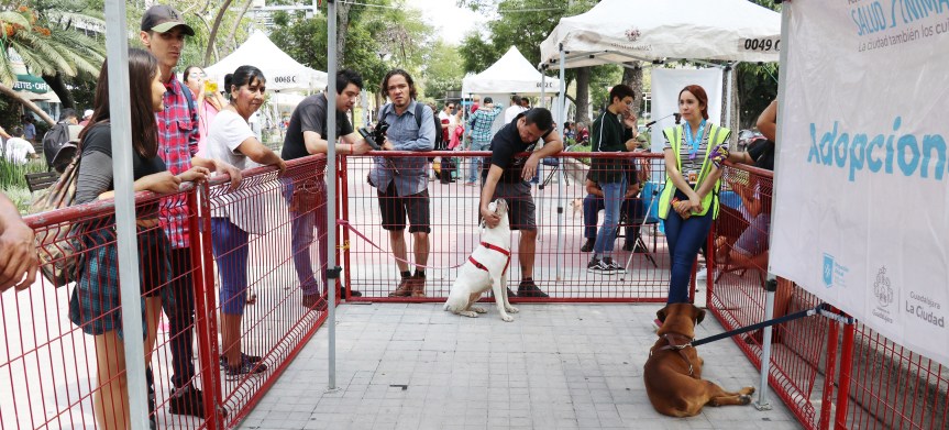 Protección Animal busca hogar para casi medio centenar de&nbsp;perritos