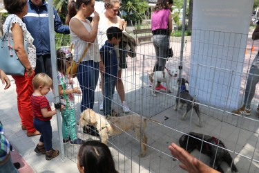 08-09-2019puntoadoptaunamascota7