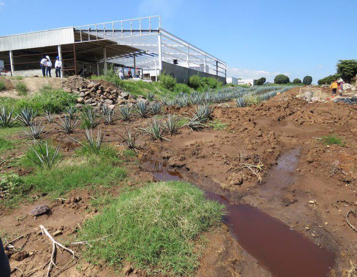 Clausura PROEPA a tequilera ubicada en&nbsp;Amatitán