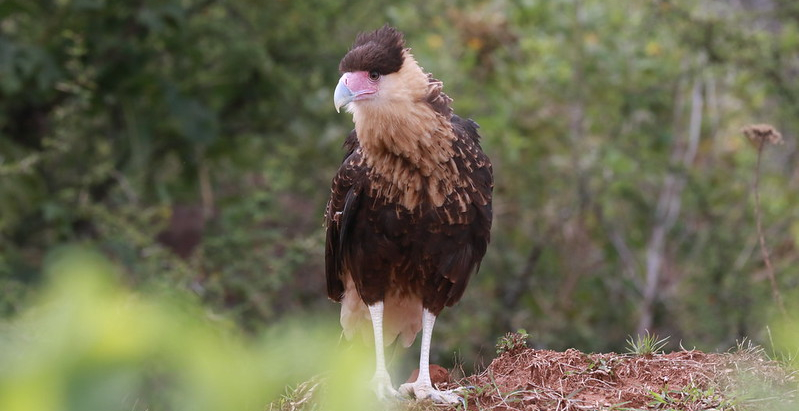 Piden respetar a las aves migratorias (📹&nbsp;Video)