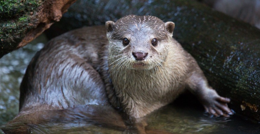 Buenas noticias: Reaparecen nutrias en la Sierra de&nbsp;Manantlán
