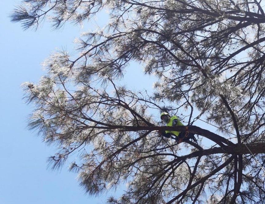 Guadalajara proyecta duplicar manejo integral del&nbsp;arbolado