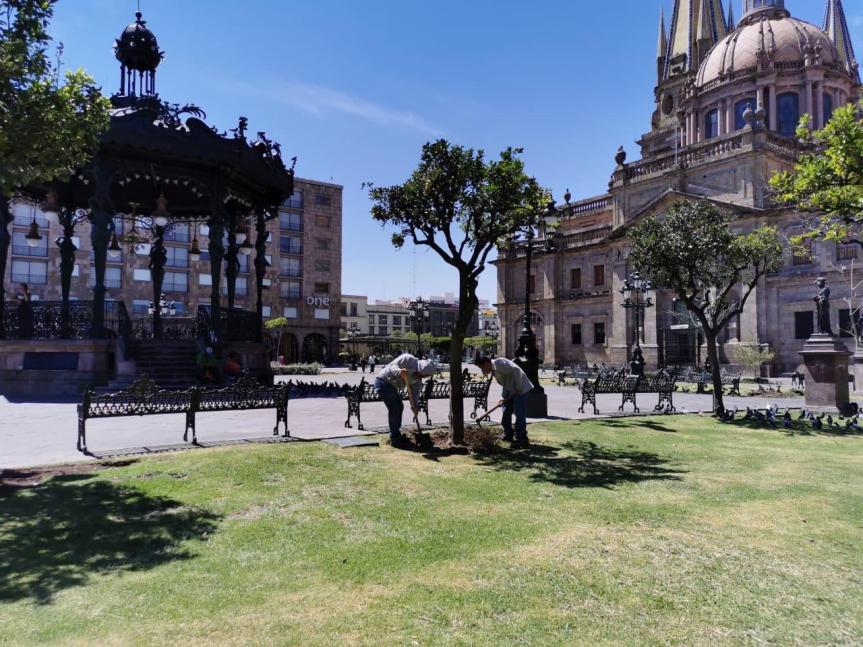 Plaza de Armas tendrá una colección de árboles&nbsp;regionales