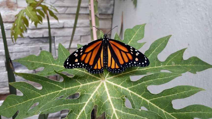 Un trono en Jalisco para la&nbsp;Monarca