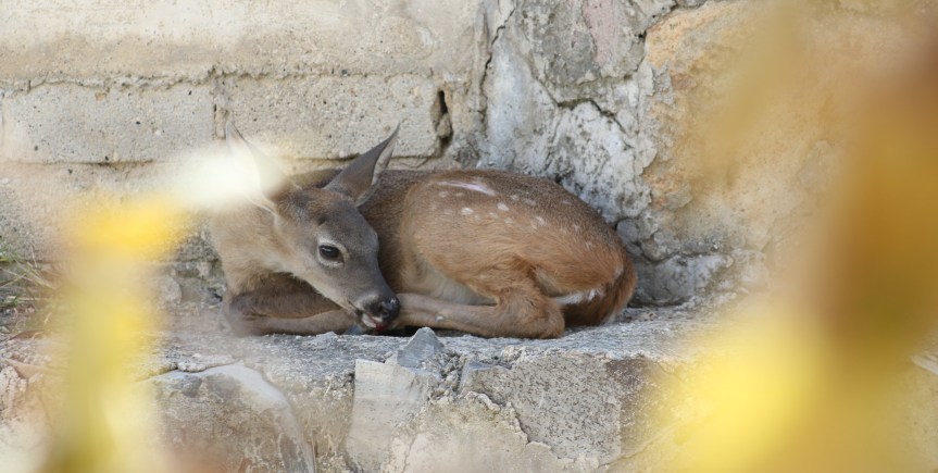 Pandemia incrementa reportes en unidad de rescate de fauna silvestre de&nbsp;Tlajomulco