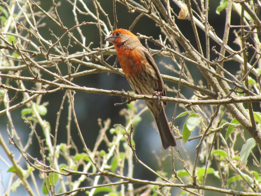 Conservación de aves, vital para el equilibrio&nbsp;ecológico