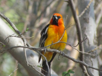 49871422761_0c1339da57_k