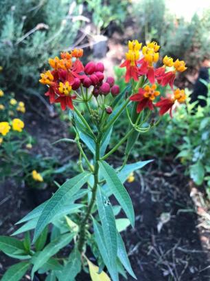 WhatsApp Image 2020-05-31 at 1.55.49 PM